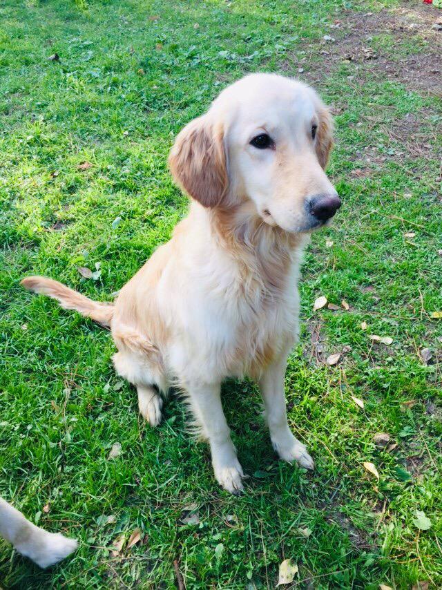 1 year sales old golden retriever