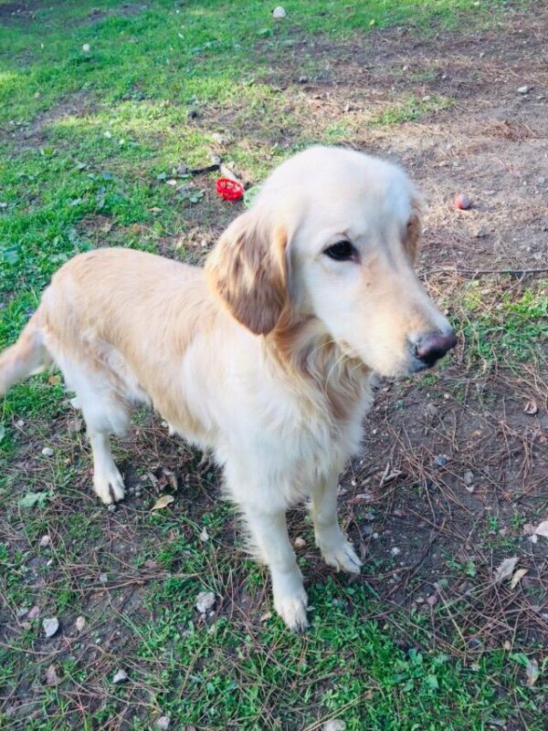 Natty-1 year old (Female) Turkey Dog Adopted 2/29/20 - Image 6