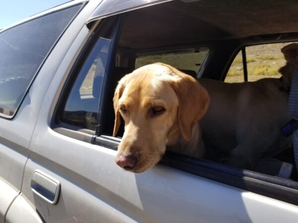 Copper-6 years old (Male) Adopted 2/15/20 - Image 2