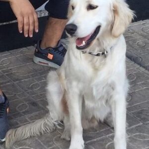 Robert-1 year old (Male) Turkey Dog Adopted 2/29/20