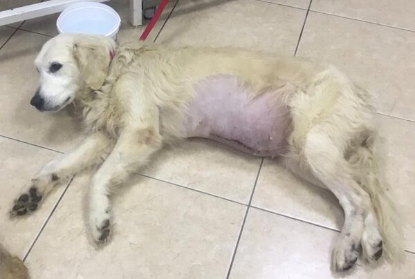 Rosie-3 years old (Female) Turkey Dog Adopted 3/8/20 - Image 3