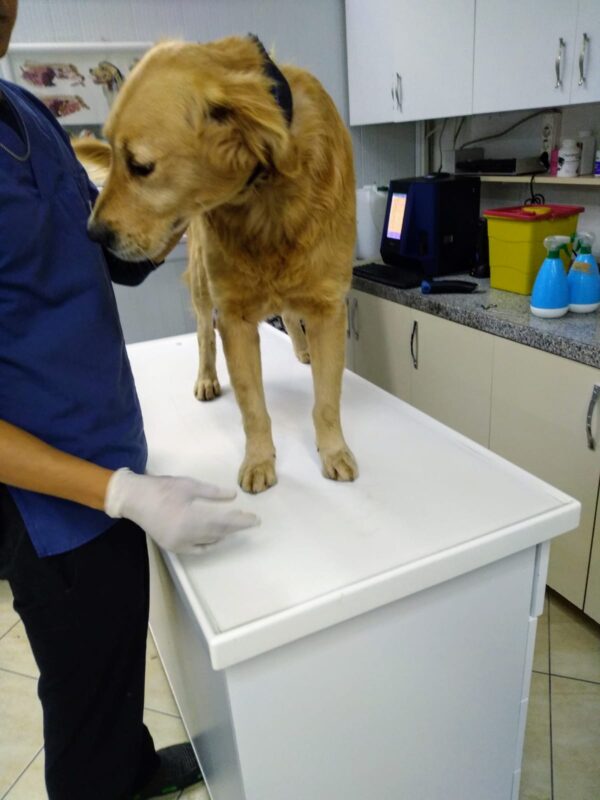 Kopek-3 years old (Male) Turkey Dog Adopted 3/1/20 - Image 2