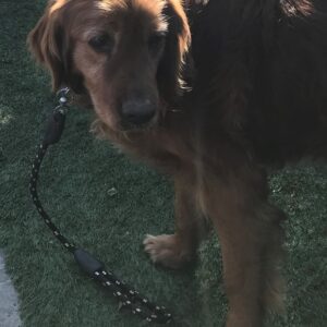 Benson-8 years old (Male) Turkey Dog-MEDICAL HOLD