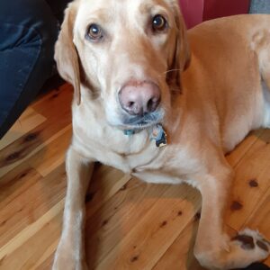 Copper-6 years old (Male) Adopted 2/15/20