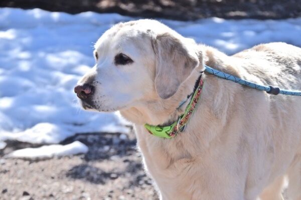 Lexie-12 years old (Female) Adopted 2/29/20 - Image 6