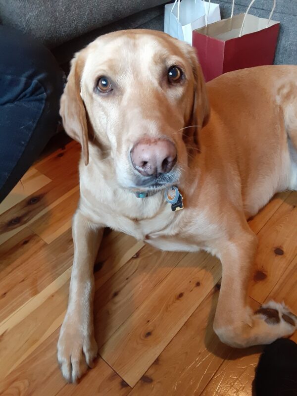 Copper-6 years old (Male) Adopted 2/15/20
