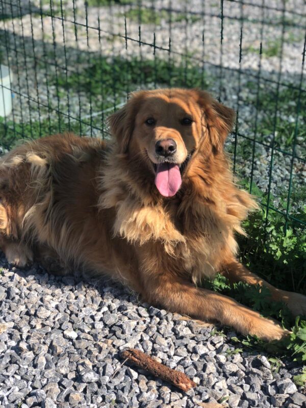 Tally Ho-5 years old (Male) Turkey Dog Adopted 2/29/20 - Image 2
