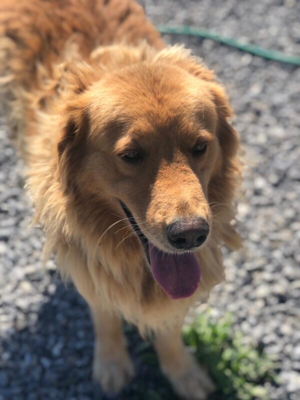 Tally Ho-5 years old (Male) Turkey Dog Adopted 2/29/20 - Image 3