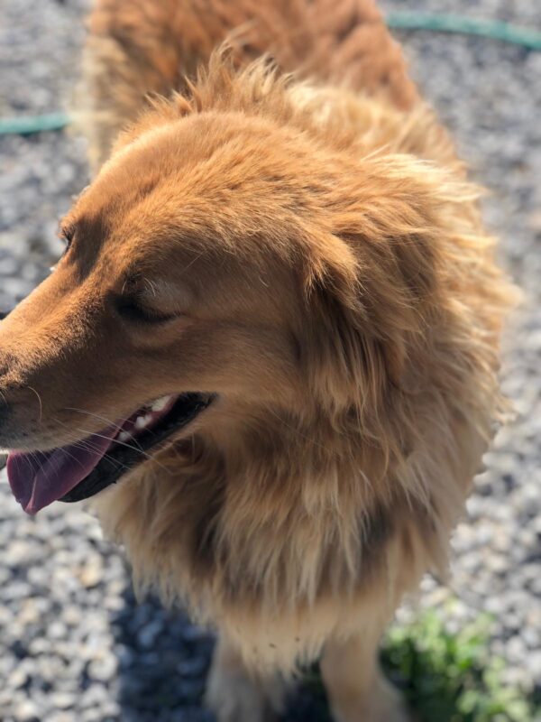 Tally Ho-5 years old (Male) Turkey Dog Adopted 2/29/20 - Image 4