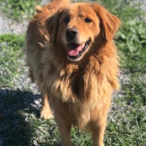 Tally Ho-5 years old (Male) Turkey Dog Adopted 2/29/20