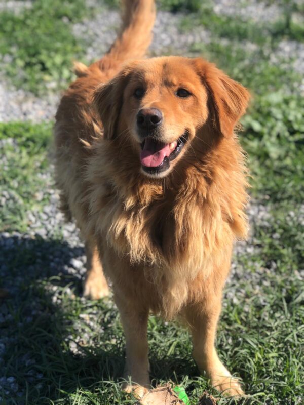 Tally Ho-5 years old (Male) Turkey Dog Adopted 2/29/20