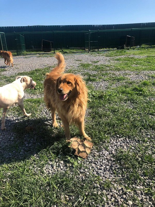 Tally Ho-5 years old (Male) Turkey Dog Adopted 2/29/20 - Image 6