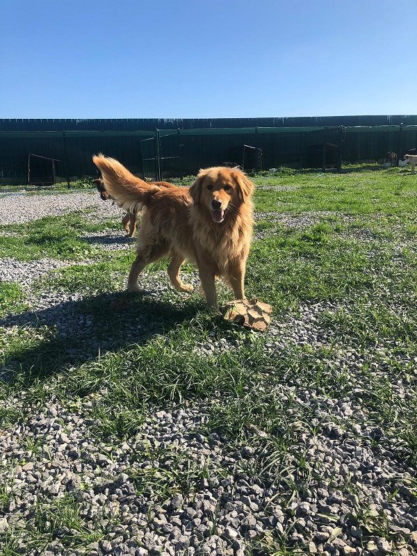 Tally Ho-5 years old (Male) Turkey Dog Adopted 2/29/20 - Image 7