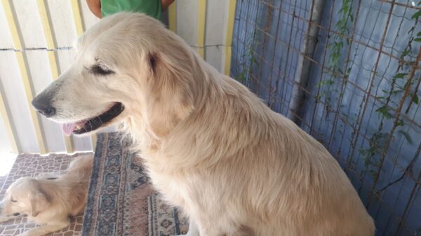 Rosie-3 years old (Female) Turkey Dog Adopted 3/8/20 - Image 4