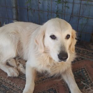 Rosie-3 years old (Female) Turkey Dog Adopted 3/8/20