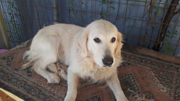Rosie-3 years old (Female) Turkey Dog Adopted 3/8/20