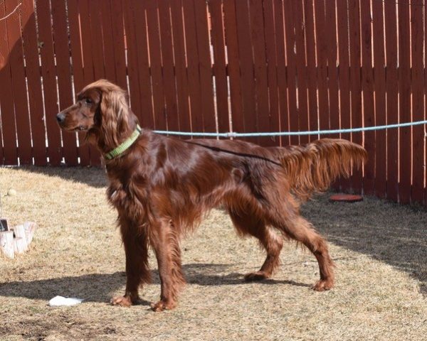 Ronnie-18 months old (Male) Adopted 3/6/20 - Image 8