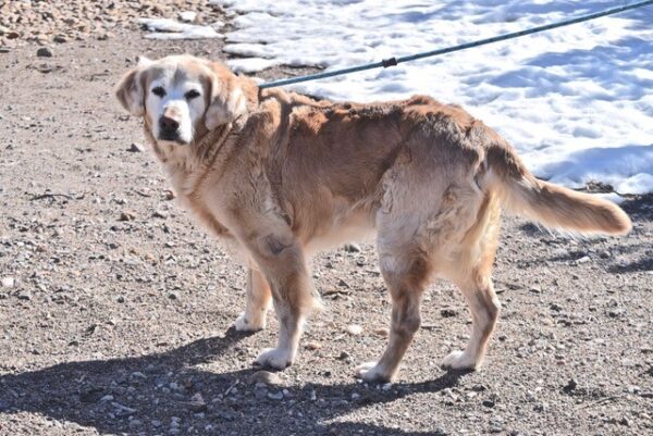 Abby-11 years old (Female) Adopted 2/29/20 - Image 6