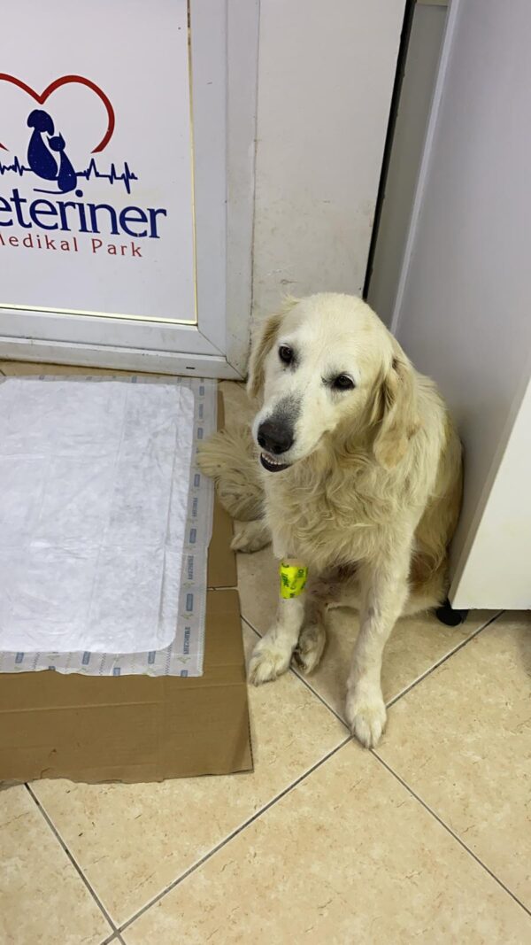 Rosie-3 years old (Female) Turkey Dog Adopted 3/8/20 - Image 6