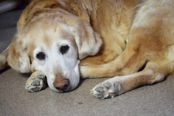 Abby-11 years old (Female) Adopted 2/29/20 - Image 4