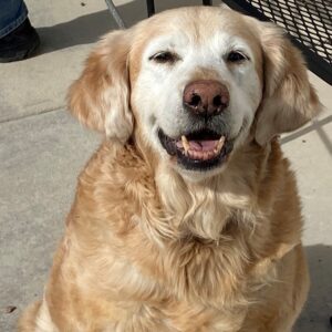 Abby-11 years old (Female) Adopted 2/29/20