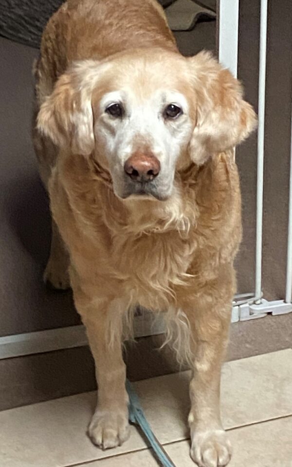 Abby-11 years old (Female) Adopted 2/29/20 - Image 3