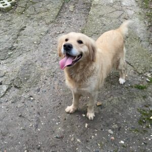 Annie-2 years old (Female) Turkey Dog Adopted 3/8/20