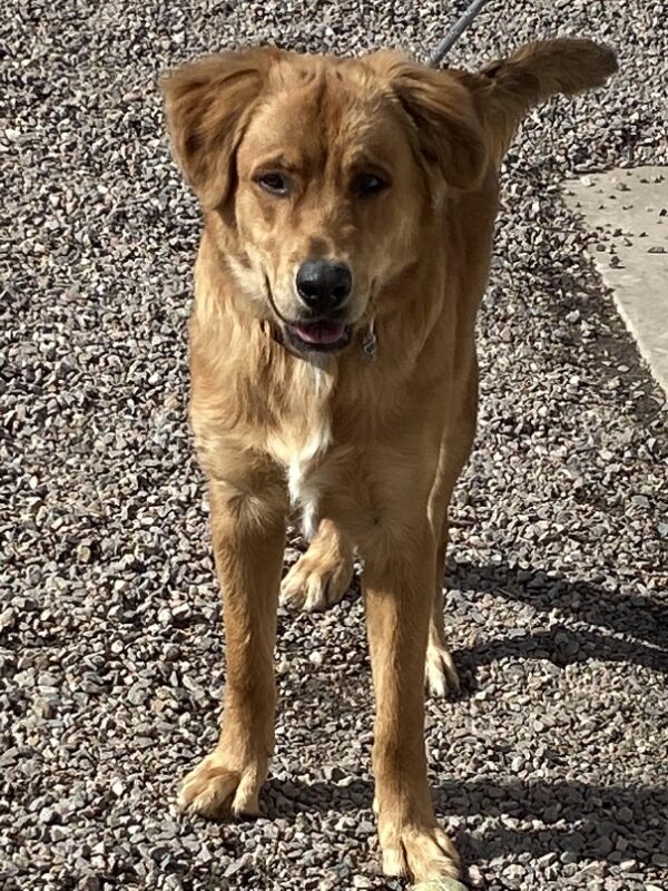 Apollo-8 months old (Male) Adopted 3/16/20 - Image 2