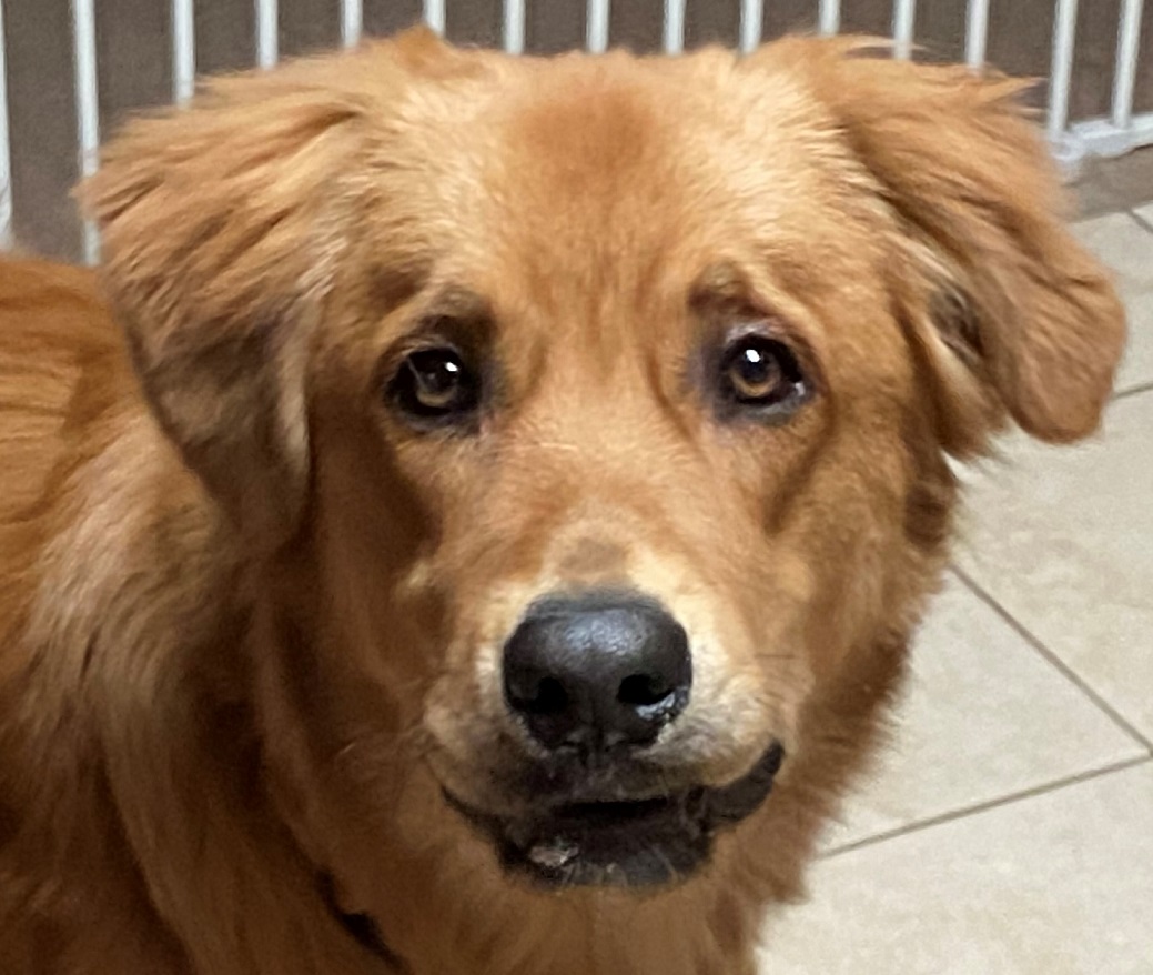 Apollo-8 months old (Male) Adopted 3/16/20 - Golden ...