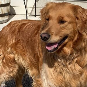Chippy-2 years old (Male) Adopted 2/24/20