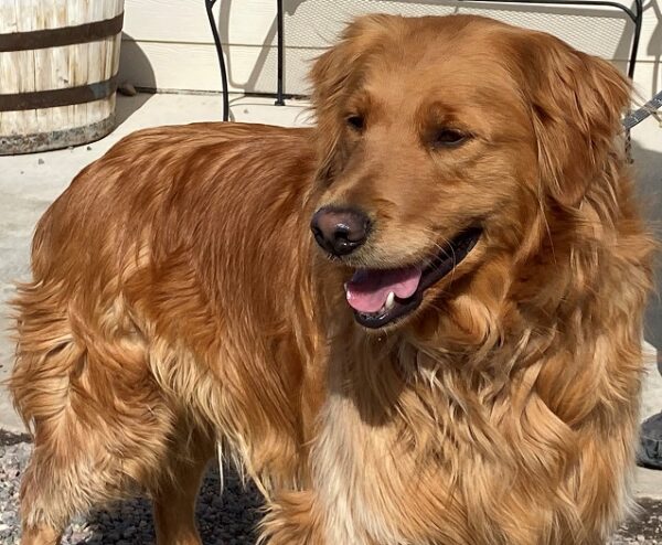 Chippy-2 years old (Male) Adopted 2/24/20