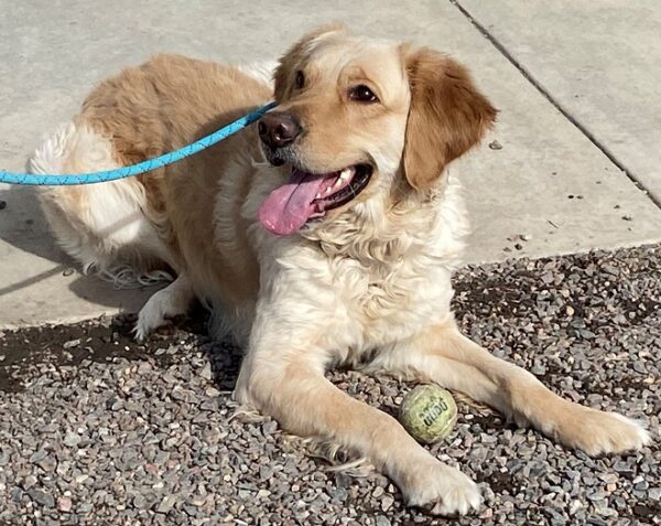 Rover-3.5 years old (Male) Adopted 3/7/20 - Image 2
