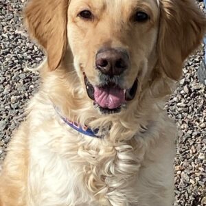 Rover-3.5 years old (Male) Adopted 3/7/20