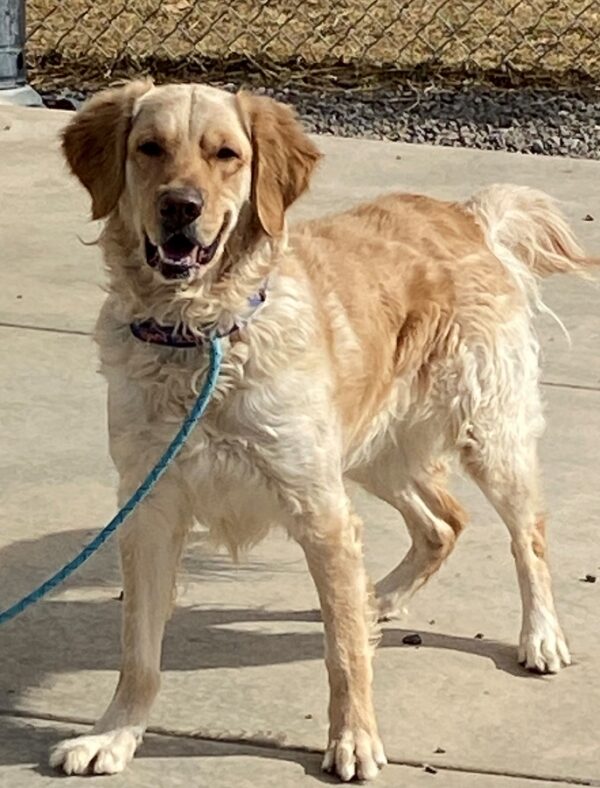 Rover-3.5 years old (Male) Adopted 3/7/20 - Image 4
