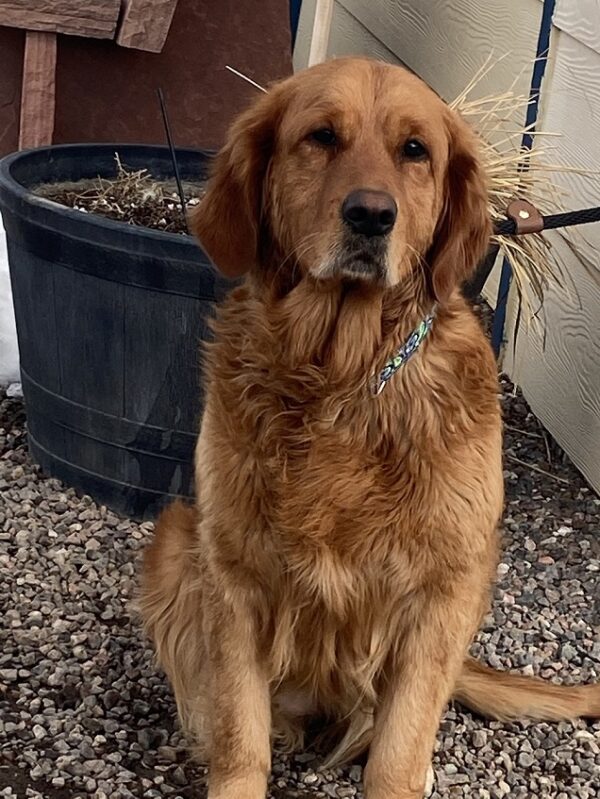 Margot-3 years old (Female) Turkey Dog Adopted 2/28/20 - Image 2