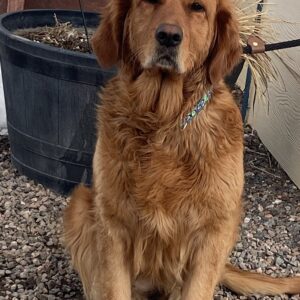 Margot-3 years old (Female) Turkey Dog Adopted 2/28/20