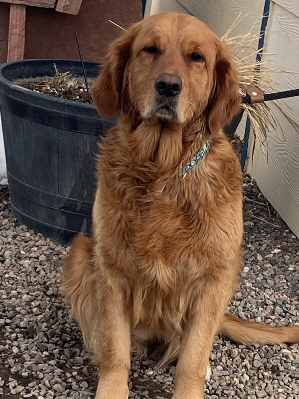 Margot-3 years old (Female) Turkey Dog Adopted 2/28/20