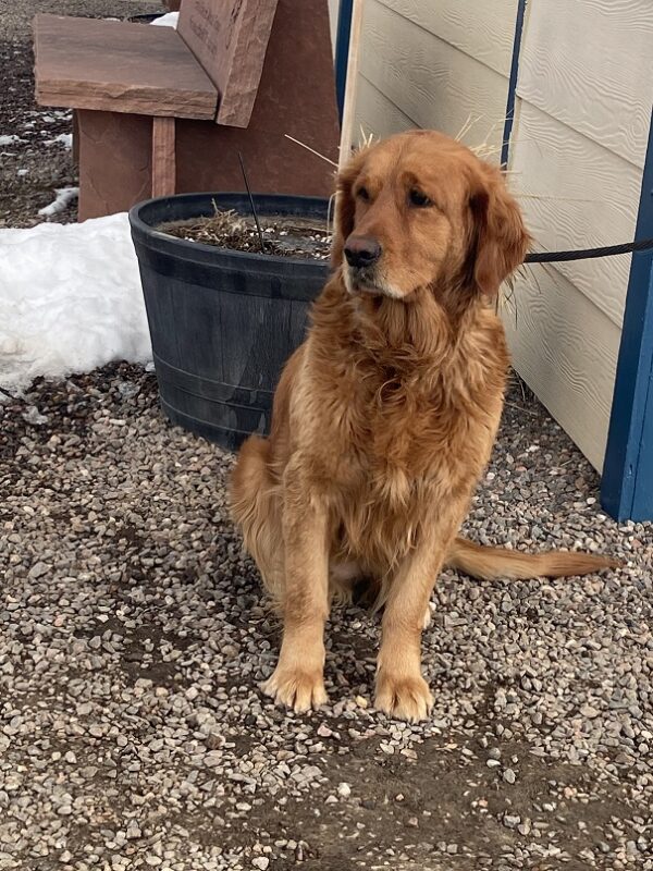 Margot-3 years old (Female) Turkey Dog Adopted 2/28/20 - Image 4