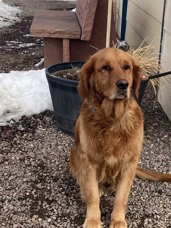 Margot-3 years old (Female) Turkey Dog Adopted 2/28/20 - Image 6