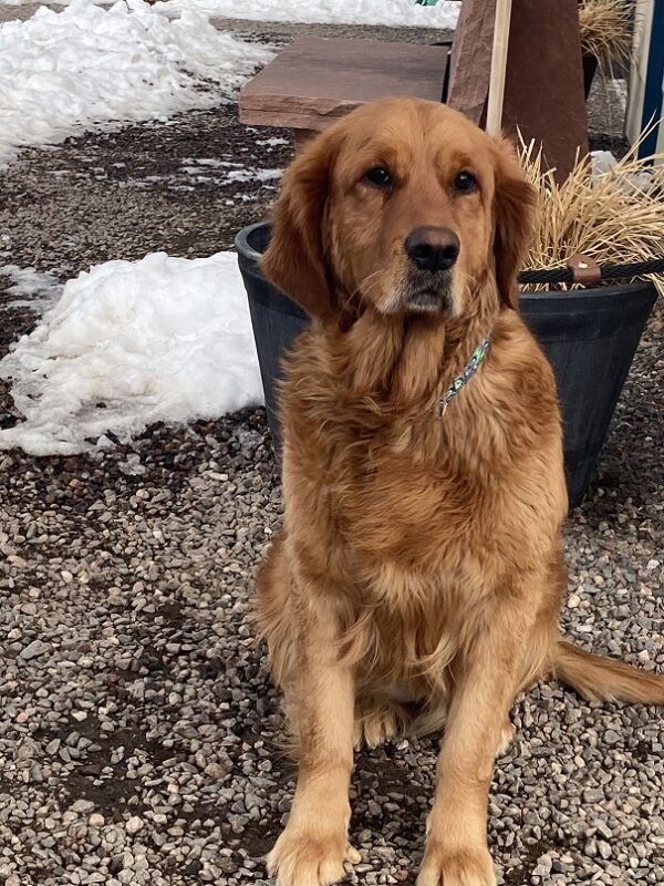 Margot-3 years old (Female) Turkey Dog Adopted 2/28/20 - Image 7
