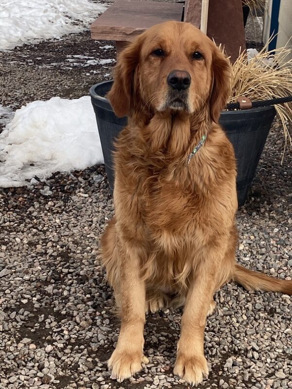 Margot-3 years old (Female) Turkey Dog Adopted 2/28/20 - Image 8