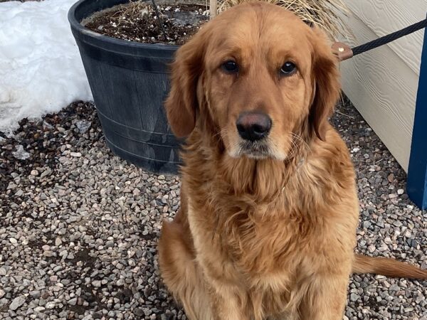 Margot-3 years old (Female) Turkey Dog Adopted 2/28/20 - Image 9