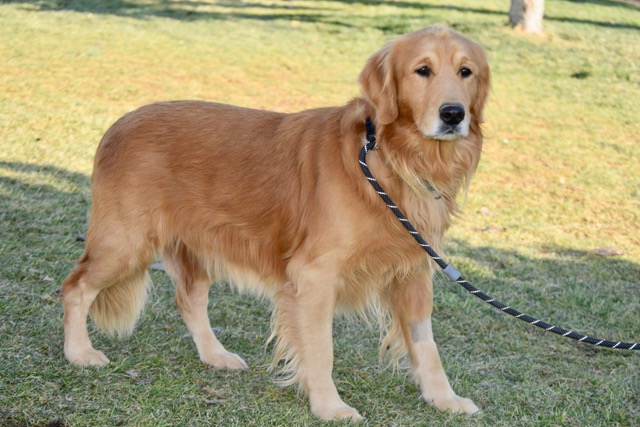 golden retriever 2 years old