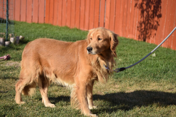 Joe-5 years old (Male)-Adopted 2/16/20 - Image 7