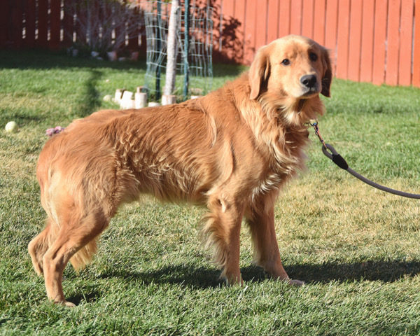 Joe-5 years old (Male)-Adopted 2/16/20 - Image 8