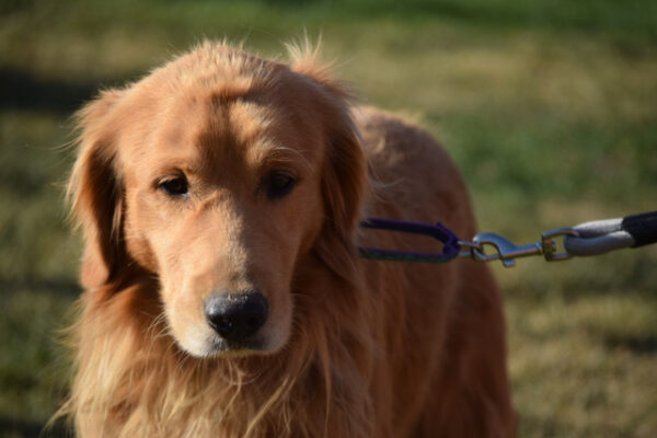 Joe-5 years old (Male)-Adopted 2/16/20 - Image 9