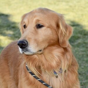 Joe-5 years old (Male)-Adopted 2/16/20