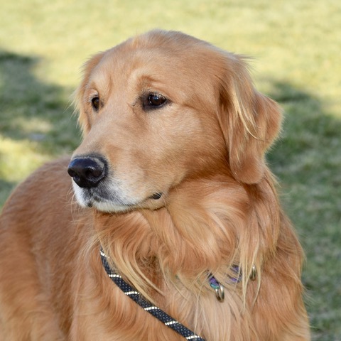 senior golden retriever rescue