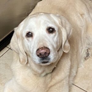 Lexie-12 years old (Female) Adopted 2/29/20