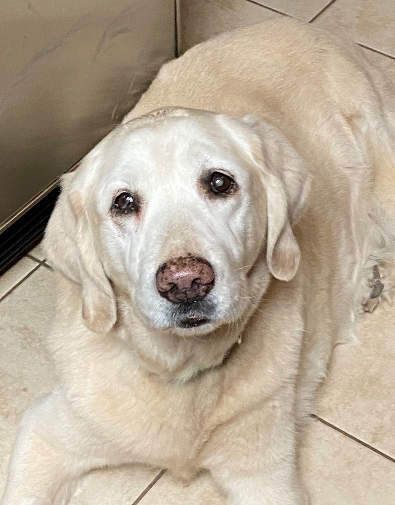 12 year old golden sales retriever